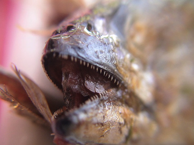 Loading Image